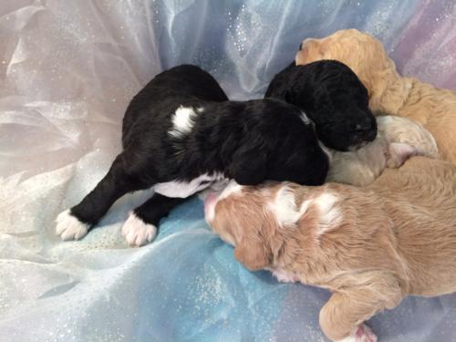 Attention Wisconsin, Illinois, Minnesota, and Iowa! Mini Goldendoodles for sale!  Parti Puppies
